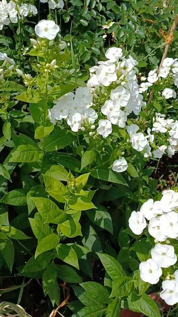 Цветы на даче в Пушкино смотреть онлайн