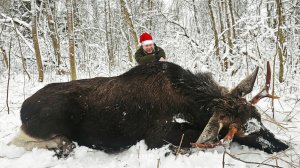 Охота НА ЛОСЯ 💥 ЗАКРЫТИЕ года...