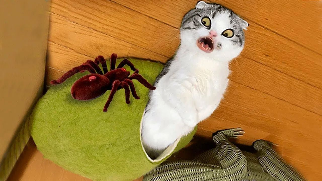 СМЕШНО ДО СЛЕЗ 😹😍 СМЕШНЫЕ КОТЫ, ЛУЧШИЕ ПРИКОЛЫ С КОТАМИ, СОБАКАМИ КОШКИ,СОБАКИ , ЖИВОТНЫЕ 🥰 смотреть онлайн