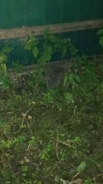 Ежик на даче смотреть онлайн