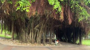 Заселяемся. Обзор номера Horizon в ЯлонгБей. Территория отеля. Первый ужин. Хайнань. Китай.