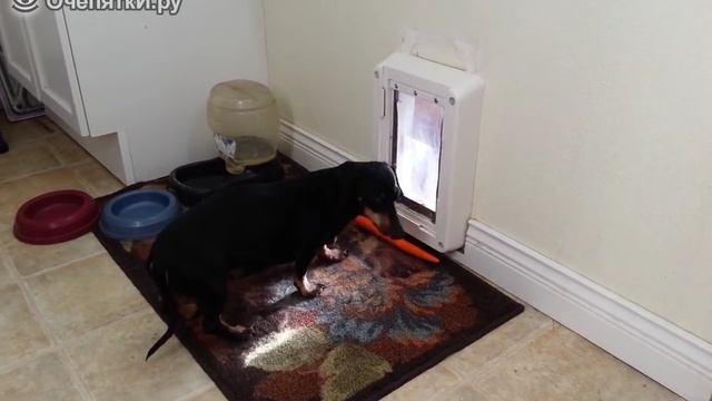 Побег таксы с морковкой смотреть онлайн