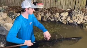 Я нашёл «динозавров» в заброшенном пруду!