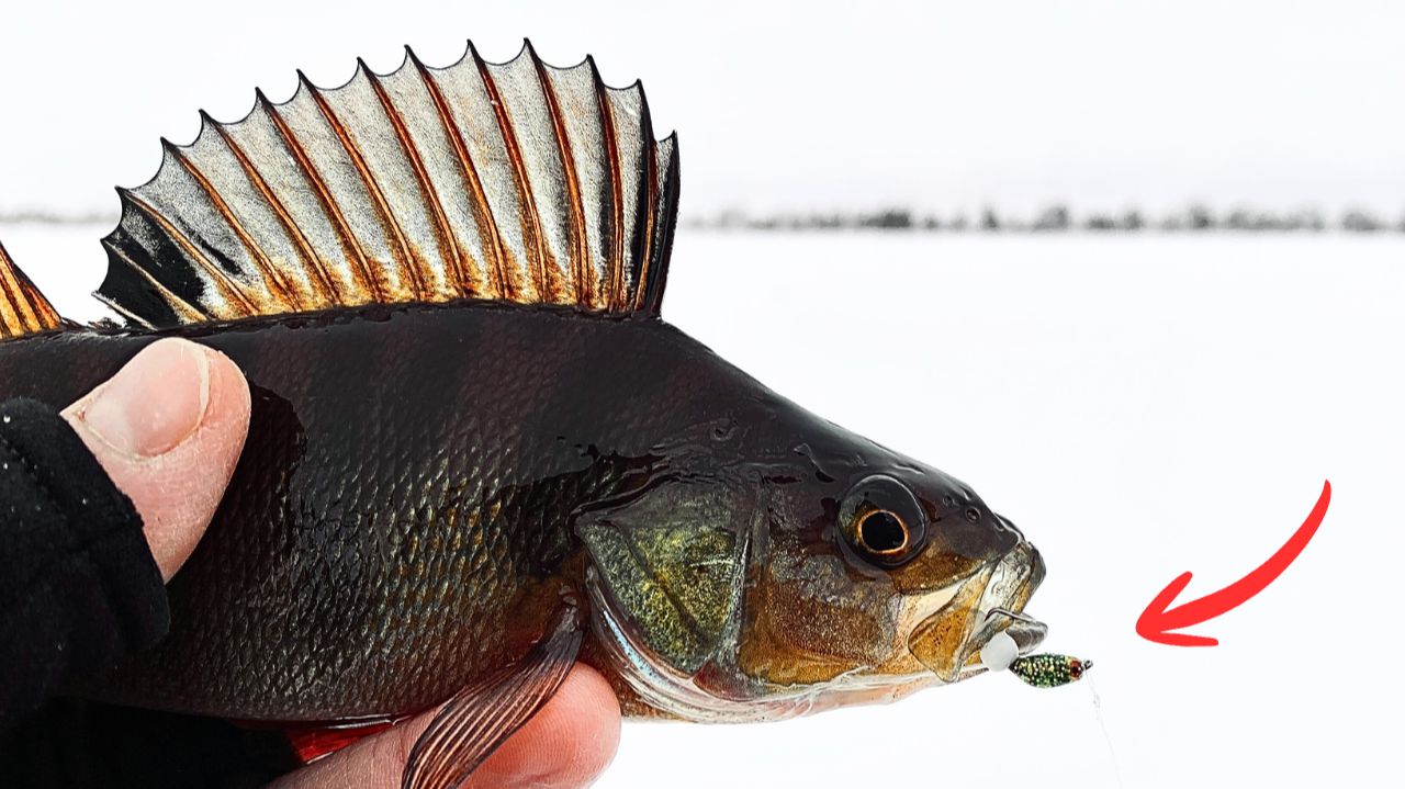 РАБОЧАЯ МОРМЫШКА ПО КАПРИЗНОМУ ОКУНЮ / РЫБАЛКА НА БЕЗМОТЫЛКУ / Часть 2