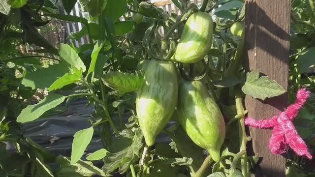 Томатный Гном Дерзкая Мери №852 Ожидаю от нее ранний и богатый урожай. смотреть онлайн