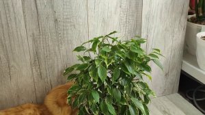 ТОНКОСТИ выращивания ФИКУСА БЕНДЖАМИНА, 7 важных правил