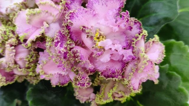 Фиалка ЛЕ-Медуница