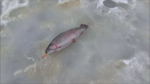 Работаем в полях. Клёвое место, Лосиный остров, нижний водоём.