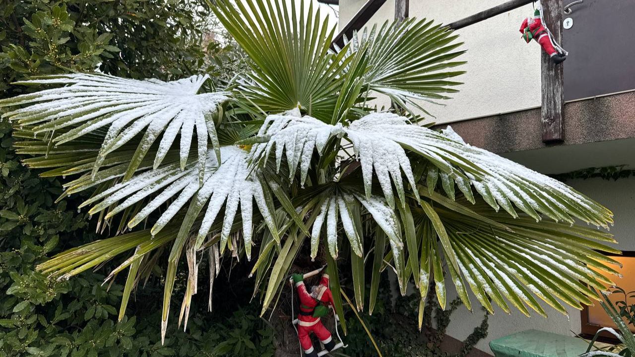 ГЕЛЕНДЖИК! ЗИМА ПРИШЛА в НАШ ДЕНДРАРИЙ. Красота да и только! смотреть онлайн