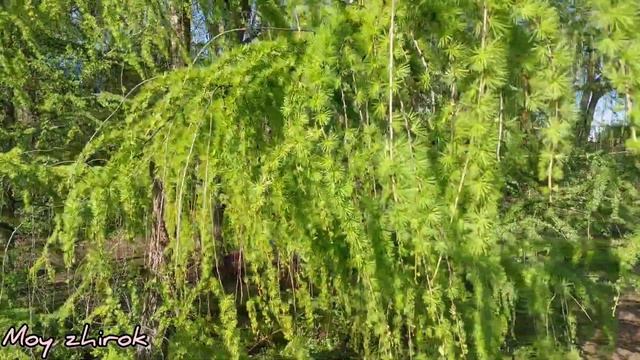 Как похудеть без диет. Сделай себя сама. смотреть онлайн