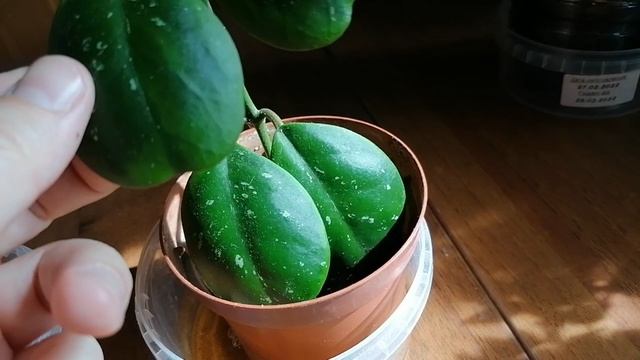 Хойя обовата - укоренение и новая полка для плющей, старое видео смотреть онлайн