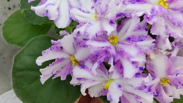 Фиалка химера Оленька