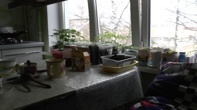 ОЛЯ РАССАДА_2 смотреть онлайн