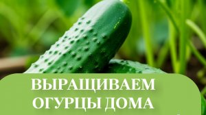 ОГУРЦЫ ПОДКОРМИТЬ ЗОЛОЙ.