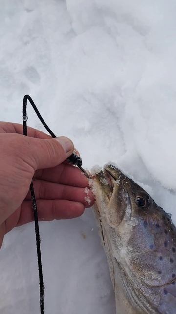 Река Зея. Благовещенск. Гром словил тайменя смотреть онлайн