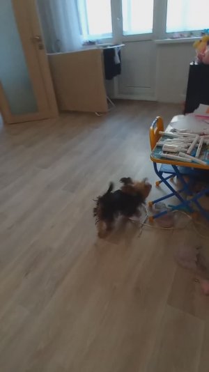 Когда у меня была собачка желатинка и когда её не было