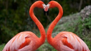 "Pозовый фламинго". Авторская  ручная  работа: Л. Ломаева. Музыка Suno / фьюжен, китайская музыка/