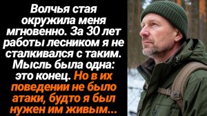 Жизненные Истории/Волчья стая окружила меня мгновенно. За 30 лет работы лесником я не сталкивался с