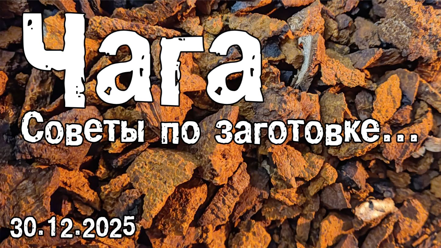Чага (советы по заготовке) 29.12.2025