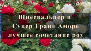 Шнеевальцер и Супер Гранд Аморе - лучшее сочетание роз