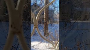 влог со СКВИШ СОБАЧКОЙ/прогулка/влог/