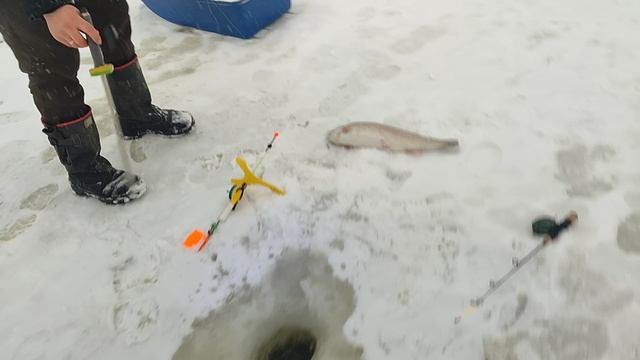 Основной водоём.Форель на пасту. смотреть онлайн