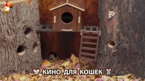 Видео для кошек про крысок развлекать питомцев 🐭🐀😂 (418)