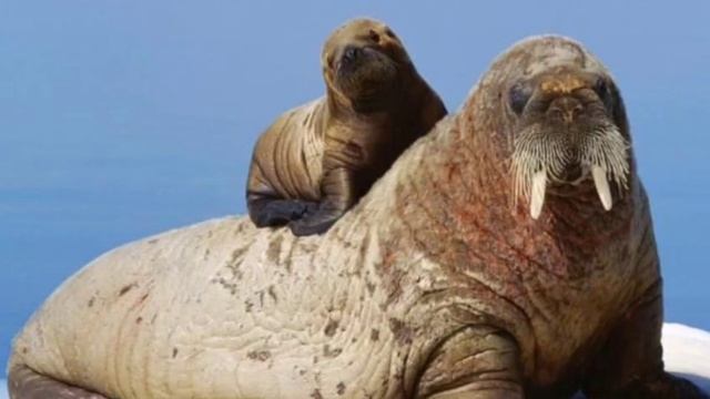 Живая природа ( про моржа ) смотреть онлайн