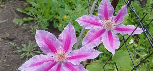 Клематисы сорта 16.08.2025