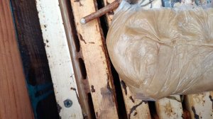 Крым 30 декабря снег, что с пчелами)