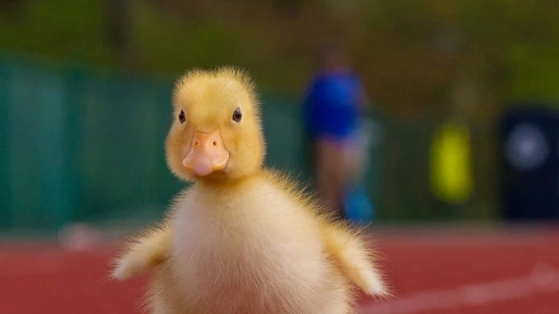 Песня Raining Tacos