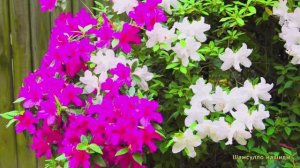 #Коран#алИмран#СамыеКрасивыеМеста#Relaxation##Islam#Quran#alimran'#Minshawiy #4кВидео#4часть#