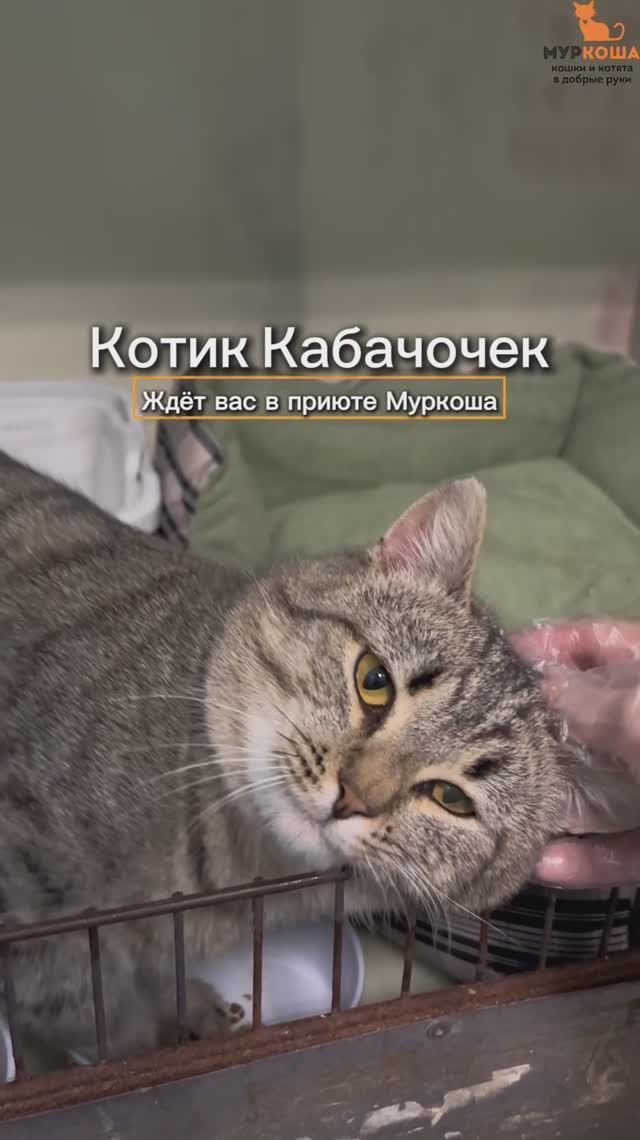 Кабачочек (уже дома) смотреть онлайн