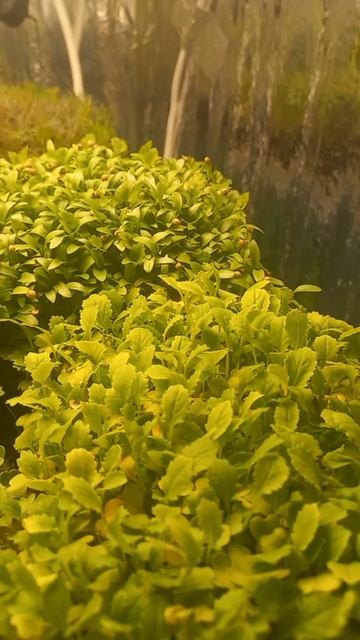 Успейте приобрести к Новому Году! смотреть онлайн