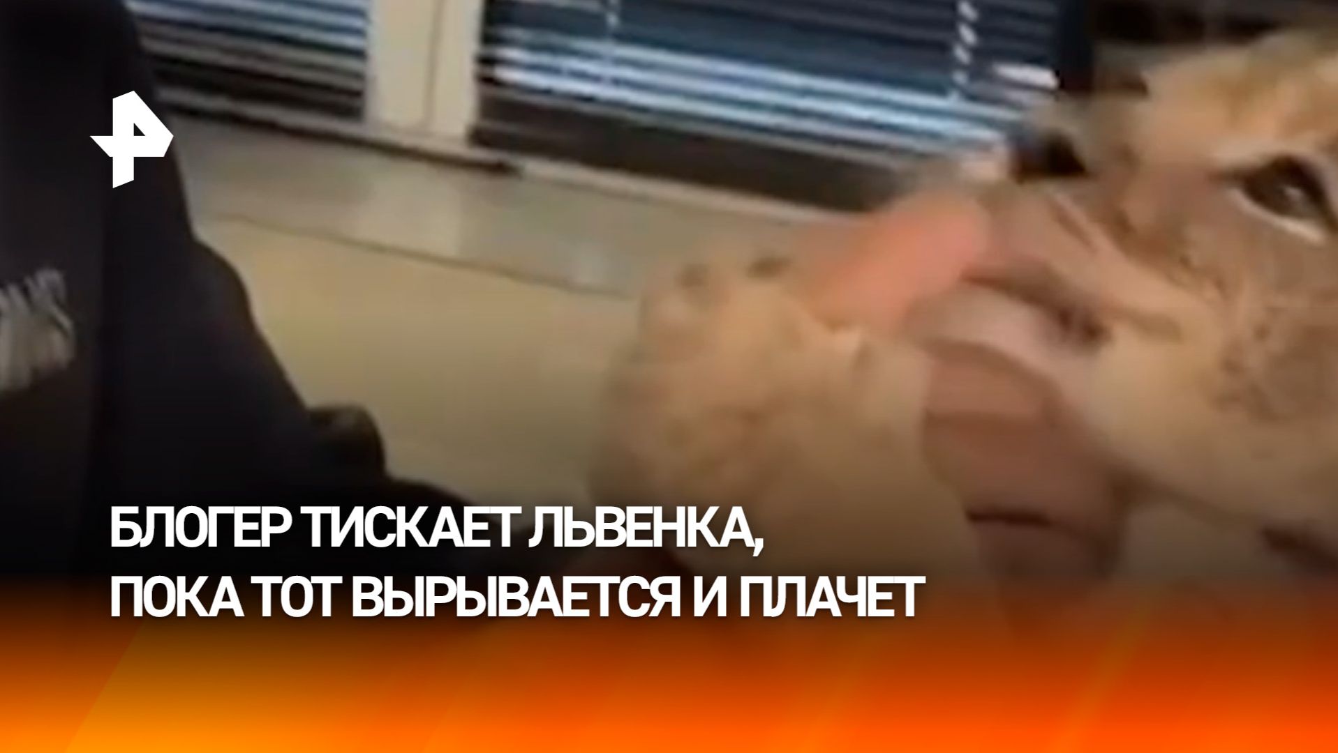 Львенок в квартире у блогера: новый скандал с домашним питомцем