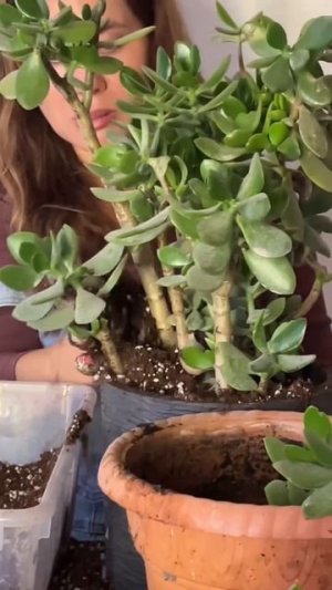 Как получить пышное денежное дерево #комнатныерастения #советы #цветы