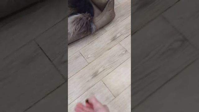 команда которая выполняет моя собака Дей 🐶