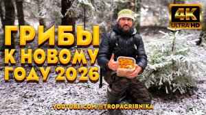 Грибники В ШОКЕ! Полные корзины грибов перед Новым годом. Лесные деликатесы к праздничному столу.