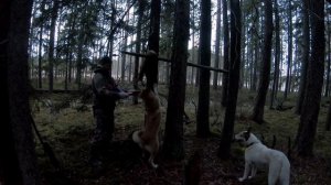 Охота на куницу капканами 2.