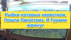 Рыбки которых нерестили. Пошла Лакустрис. И Гурами жемчуг