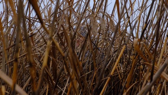 Продолжение фильма Утиная охота с WD Boats