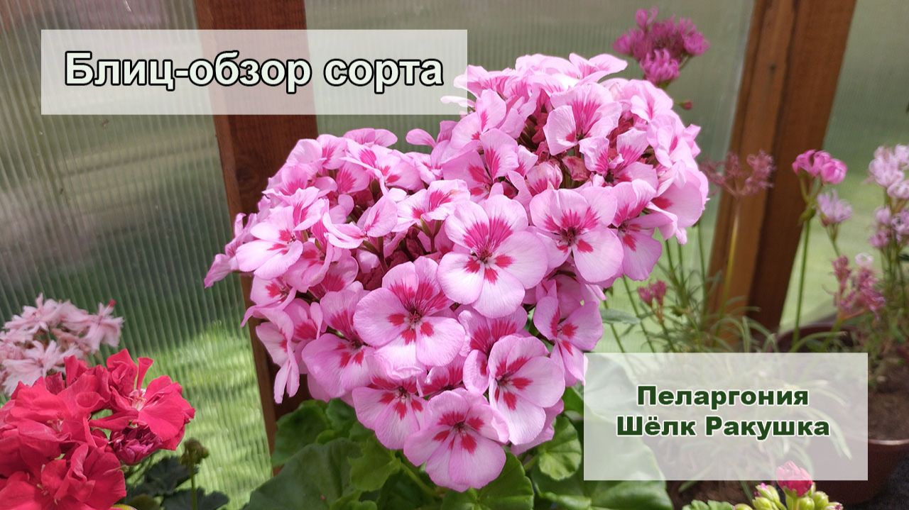 Блиц-обзор пеларгонии Шёлк Ракушка. Таких листиков вы ещё не видели! смотреть онлайн