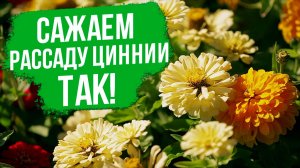 Как правильно высаживать рассаду циннии в открытый грунт?