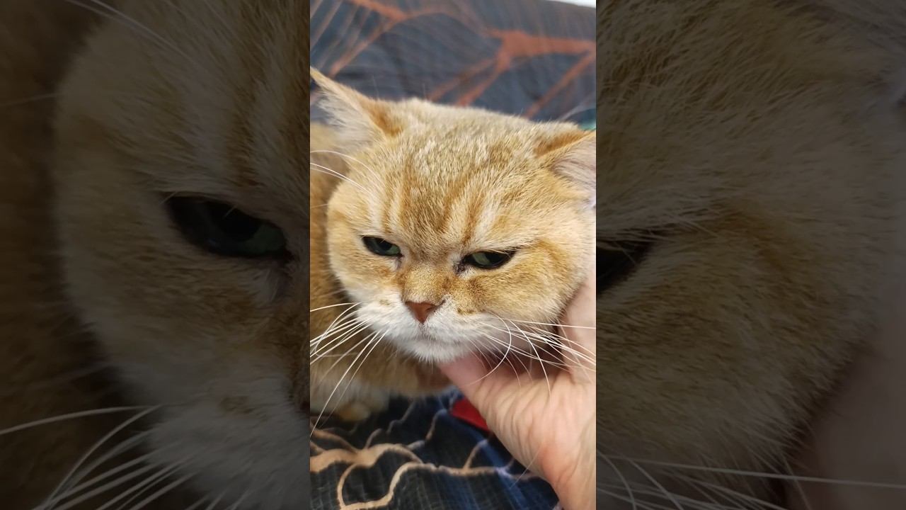 Когда кот велюровый Автор текста @georgem.6228 #юмор #cat #коттоша #золотаяшиншилла #cutecat  #кот