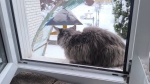 Жизнь на пенсии в Нижегородской деревне.Переделала 12 дел🤦Едут дети!