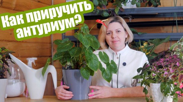 АНТУРИУМ: все об уходе за культурой