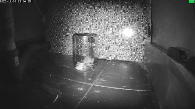 Мышь смотреть онлайн