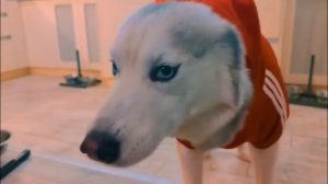 Если бы пёсики ходили в школу ККББ