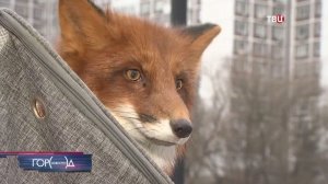Москвичи стали замечать в городе лис: что делать при встрече с хищником