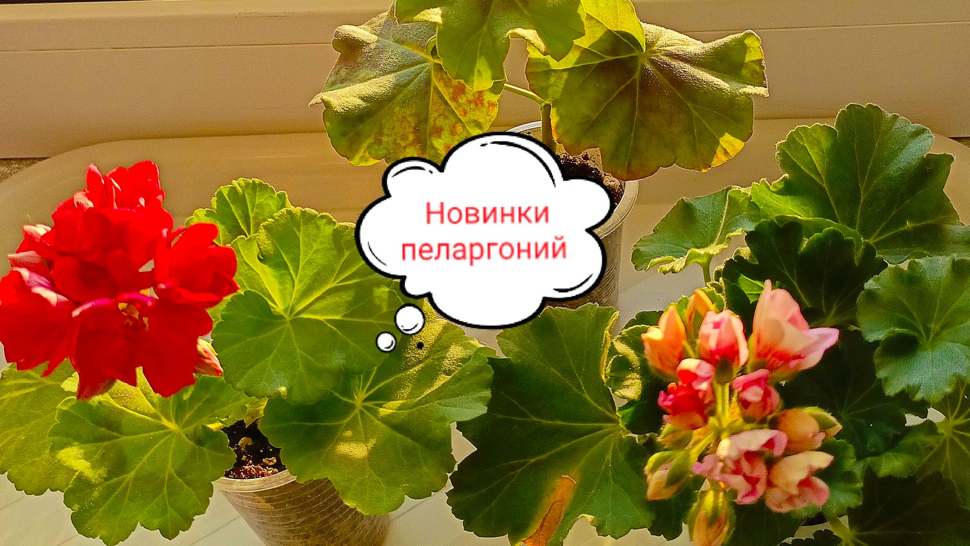 Новые сорта пеларгоний смотреть онлайн